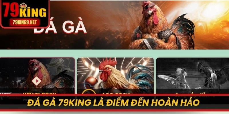Đá gà 79KING là điểm đến hoàn hảo cho các tín đồ cá cược online