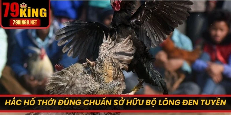 Hắc Hổ Thới đúng chuẩn sở hữu bộ lông đen tuyền, ánh lên sắc óng mượt 