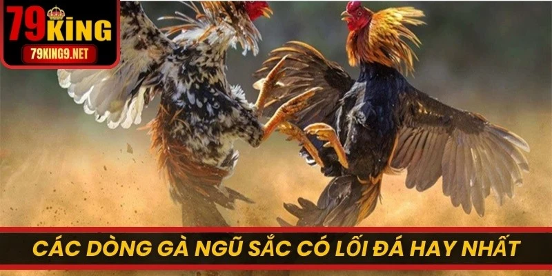 Các dòng gà Ngũ Sắc có lối đá hay nhất, kiểm soát thế trận đỉnh cao