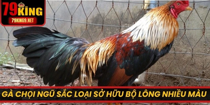 Gà chọi Ngũ Sắc là loại chiến kê sở hữu bộ lông nhiều màu sắc 