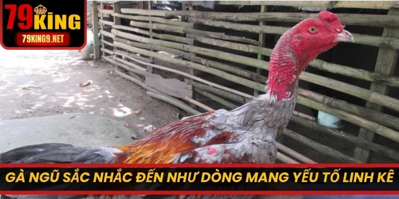 Gà Ngũ Sắc thường được nhắc đến như một dòng mang yếu tố linh kê hoặc thần kê