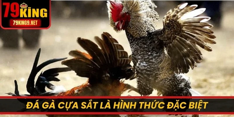 Đá gà cựa sắt là một trong những hình thức đặc biệt nổi bật tại sảnh cược 
