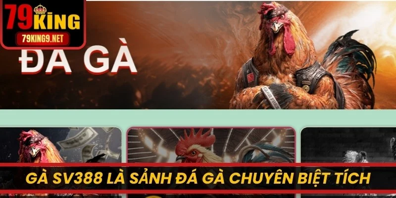 Gà SV388 là sảnh đá gà chuyên biệt tích hợp trực tiếp trong nhà cái 79KING